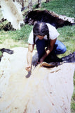 Splitting a bison hide in preparation for making bison buckskin.